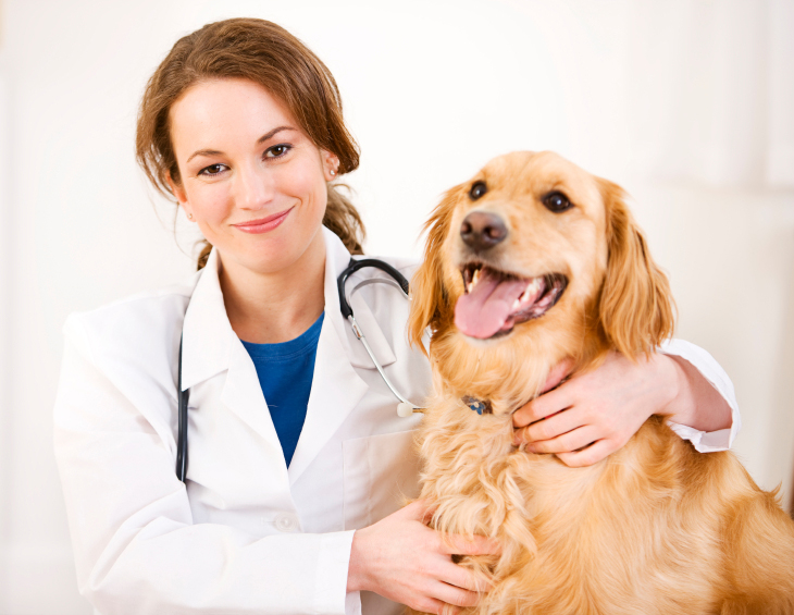 job for veterinary doctor