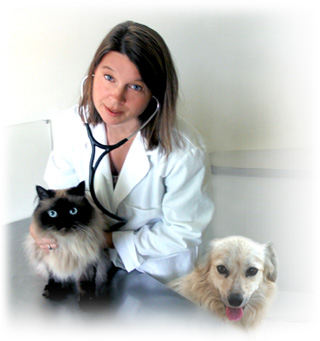 veterinary vet states united schools veterinarians education articles leave permalink