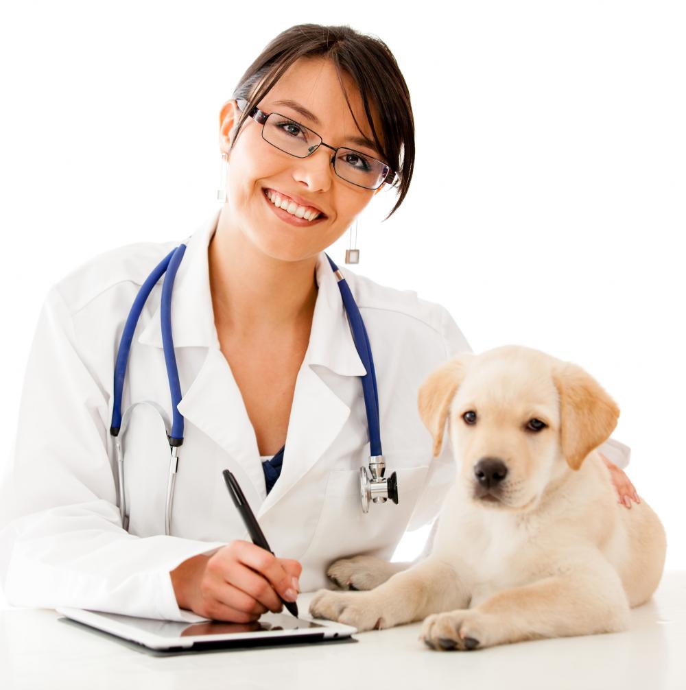 Internships For Veterinary Doctors at Gail Edwards blog